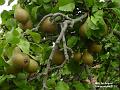 2003-0801pears